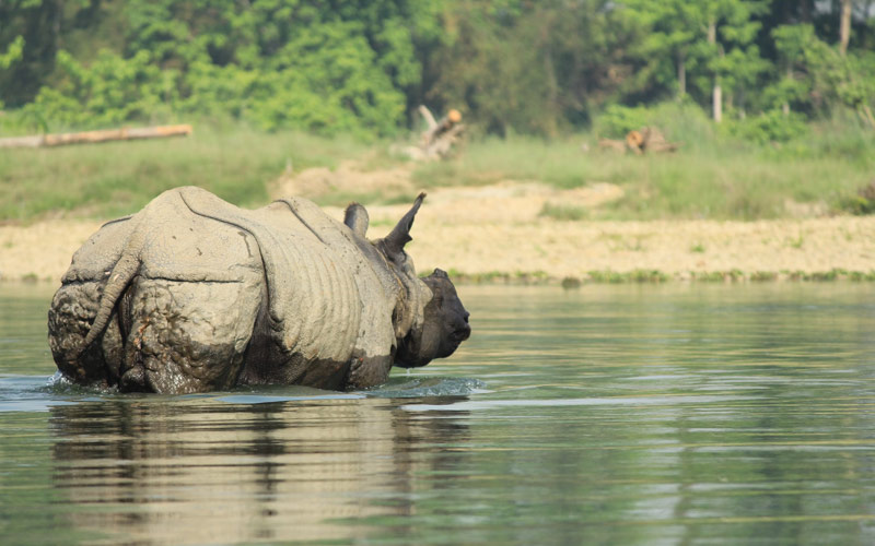 one-horn-rhino-chitwan